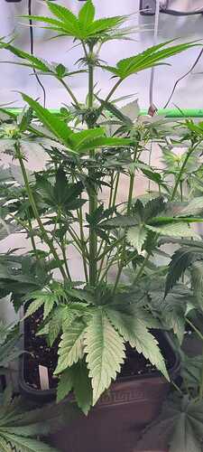Growreport Bild 9