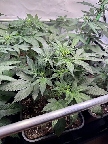 Growreport Bild 11