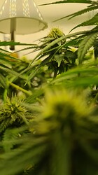 Growreport Bild 69