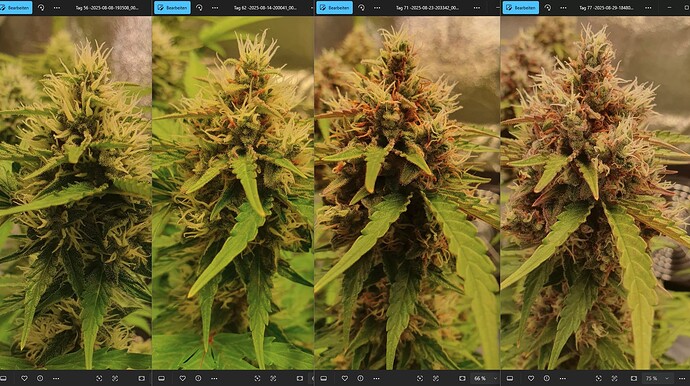 56_62_71_77_Bud2