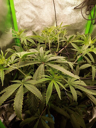 Growreport Bild 2
