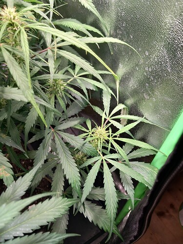 Growreport Bild 4