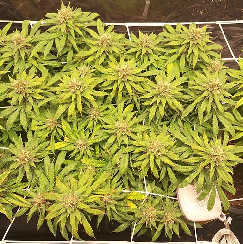 Growreport Bild 24