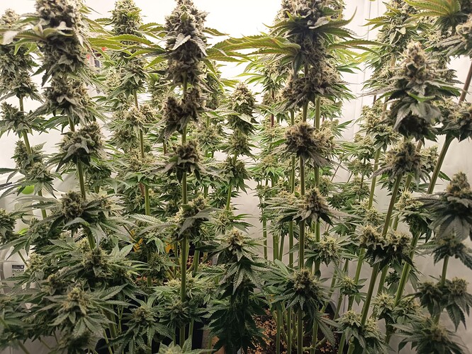 Growreport Bild 8
