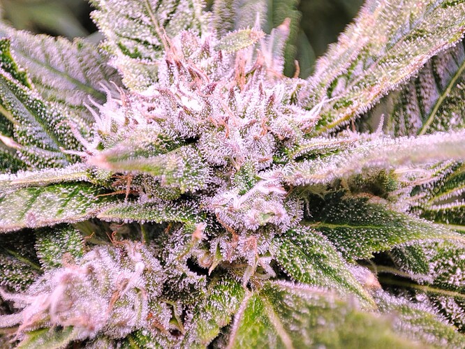 Growreport Bild 27