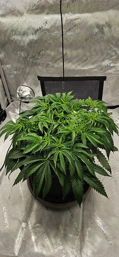 Growreport Bild 1