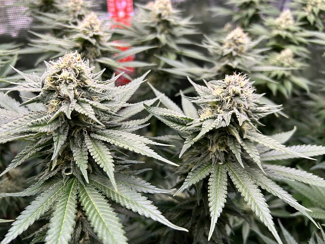 Nahaufnahme von mehreren Cannabis-Blütenständen in der Blütephase mit sichtbaren Trichomen.