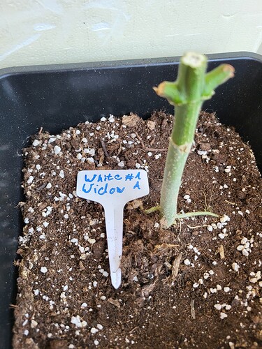 Growreport Bild 5