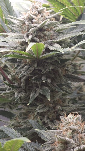 Growreport Bild 11