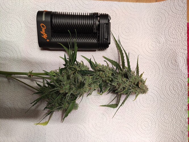 Growreport Bild 57