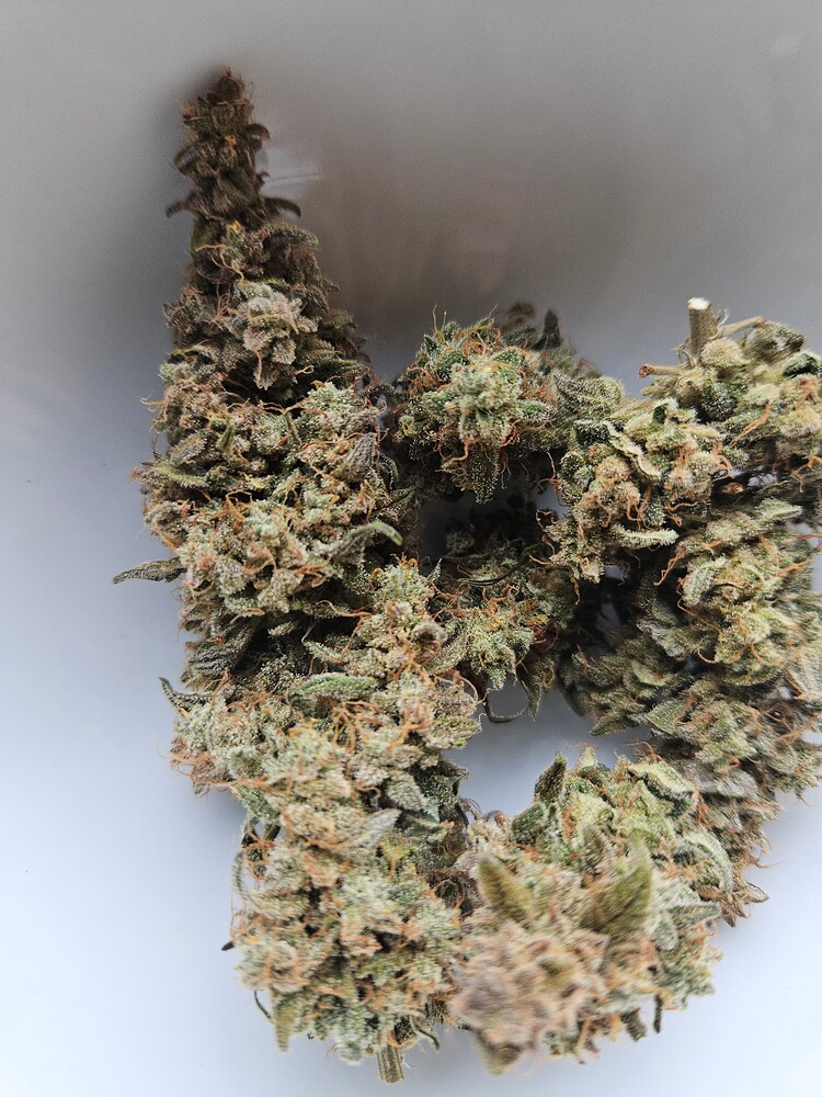 Automatischer Auto Grow Indoor 60x60 mit Autopot und Sonnenerde, bzw. ohne Düngen, einfach mal wachsen lassen