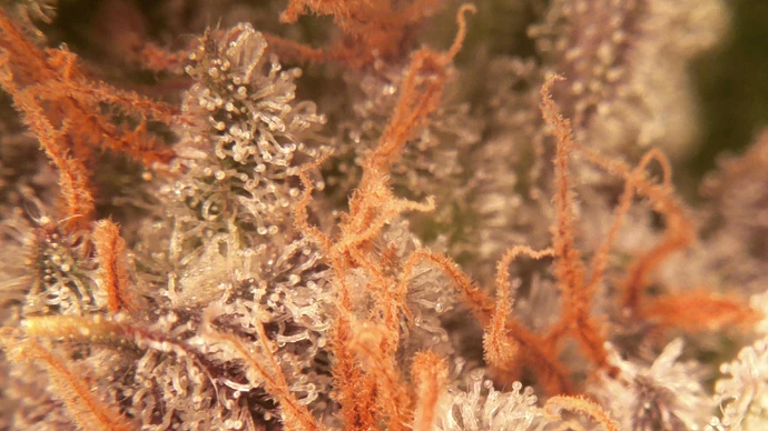 Growreport Bild 13