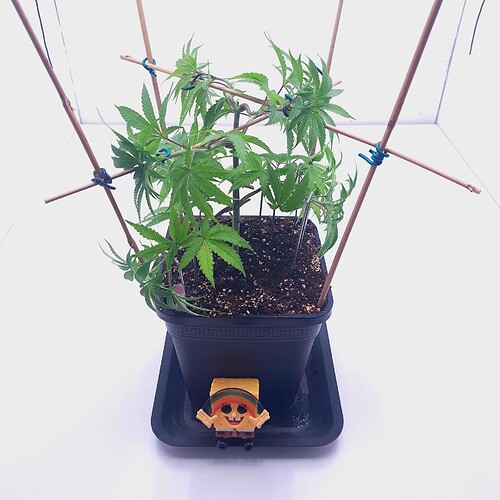 Growreport Bild 8