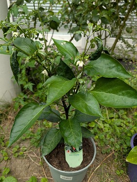 Growreport Bild 28