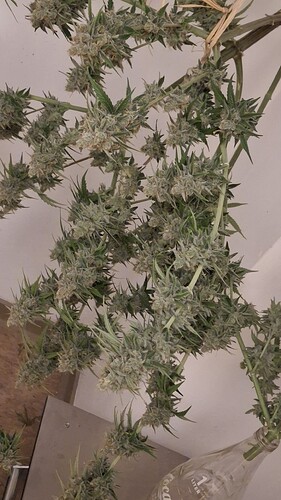 Growreport Bild 2