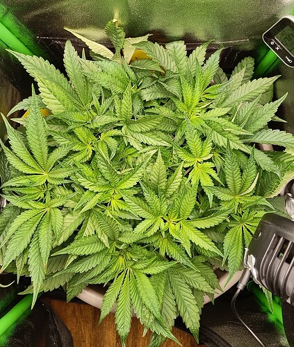 Growreport Bild 5