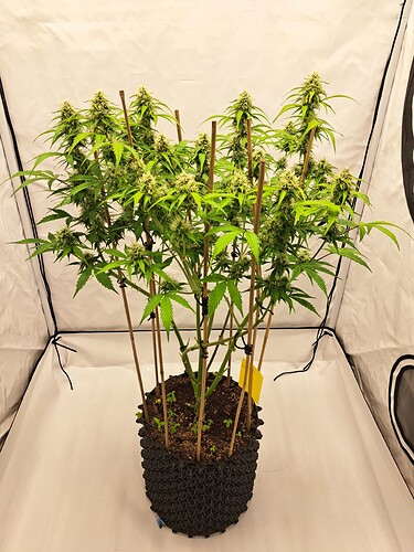 Growreport Bild 41