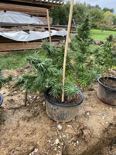 Growreport Bild 1