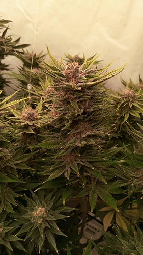 Growreport Bild 8