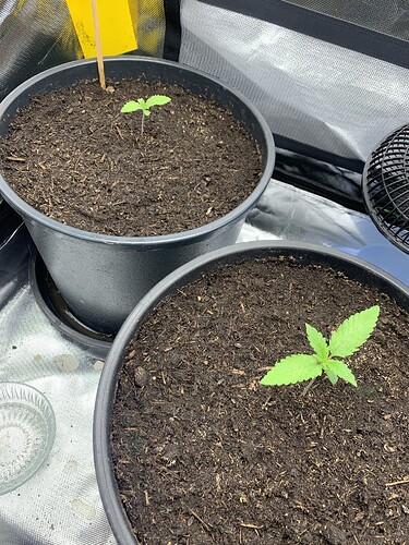 Growreport Bild 1