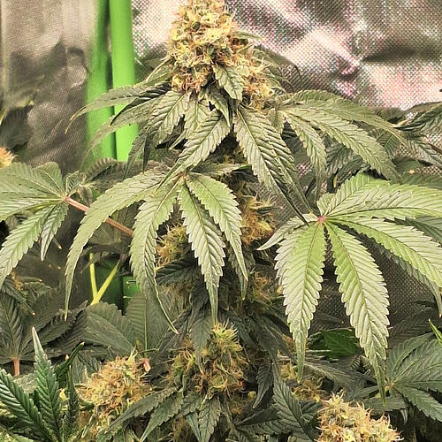 Growreport Bild 6
