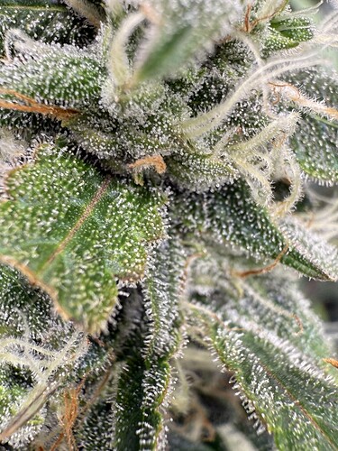 Growreport Bild 2