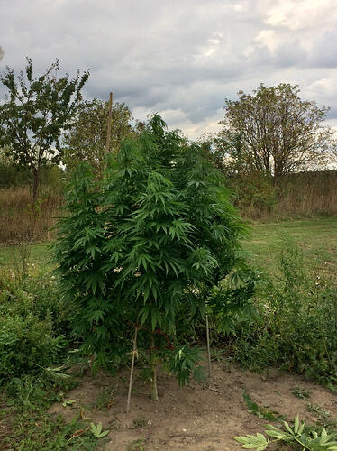 Grow26090202