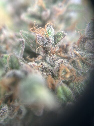 Growreport Bild 9