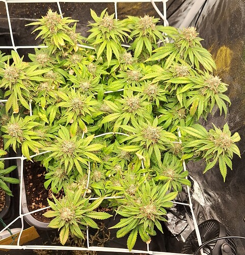Growreport Bild 5