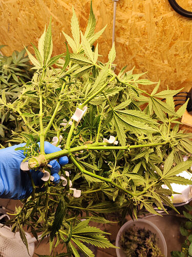 Growreport Bild 2