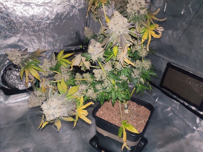 Growreport Bild 124