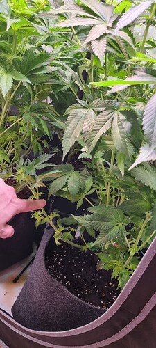 Growreport Bild 7