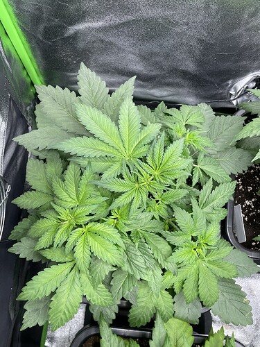 Growreport Bild 9