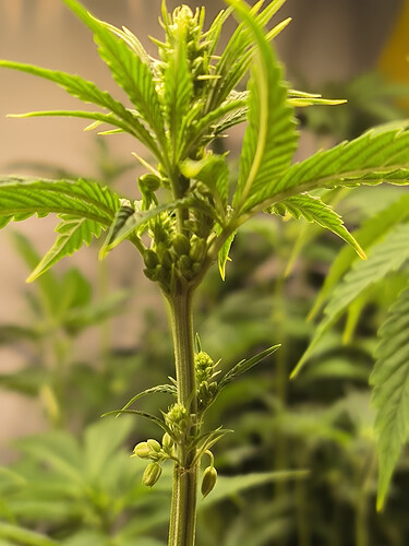 Growreport Bild 11