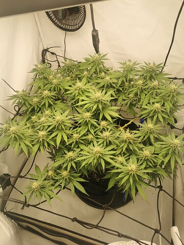 Growreport Bild 6