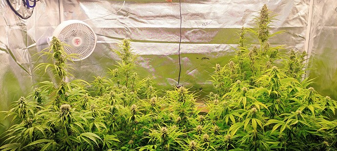 Growreport Bild 32