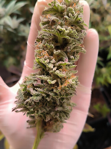 Growreport Bild 4
