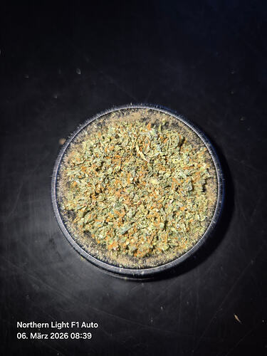 Ein Grinder gefüllt mit zerkleinertem Cannabis-Material, beschriftet mit 'Northern Light F1 Auto' und Datum.