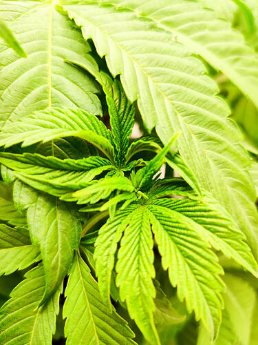 Growreport Bild 3
