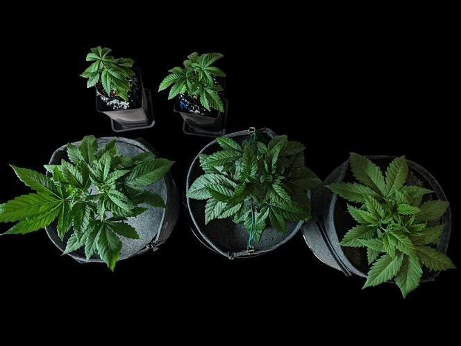 Growreport Bild 14