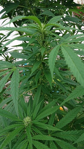 Growreport Bild 15