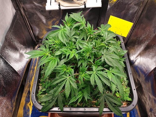 Ayahuasca Purple  28.12.2024