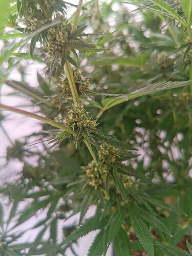 Growreport Bild 4