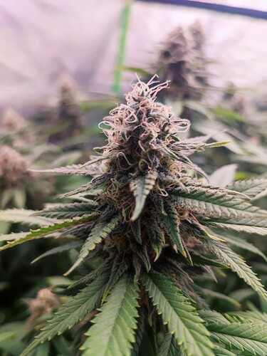 Growreport Bild 28