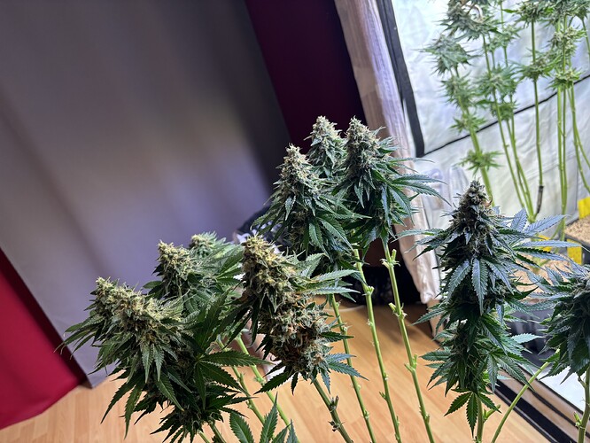 Growreport Bild 71