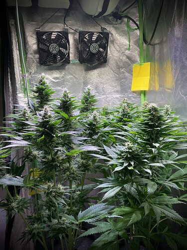 Growreport Bild 3