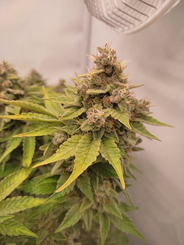 Growreport Bild 50