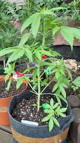 Growreport Bild 25