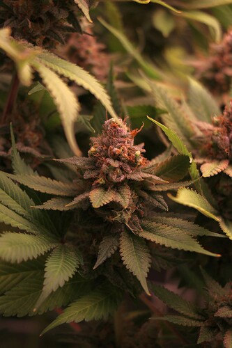 Growreport Bild 37