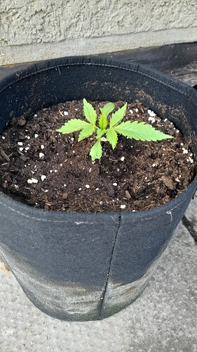 Growreport Bild 7